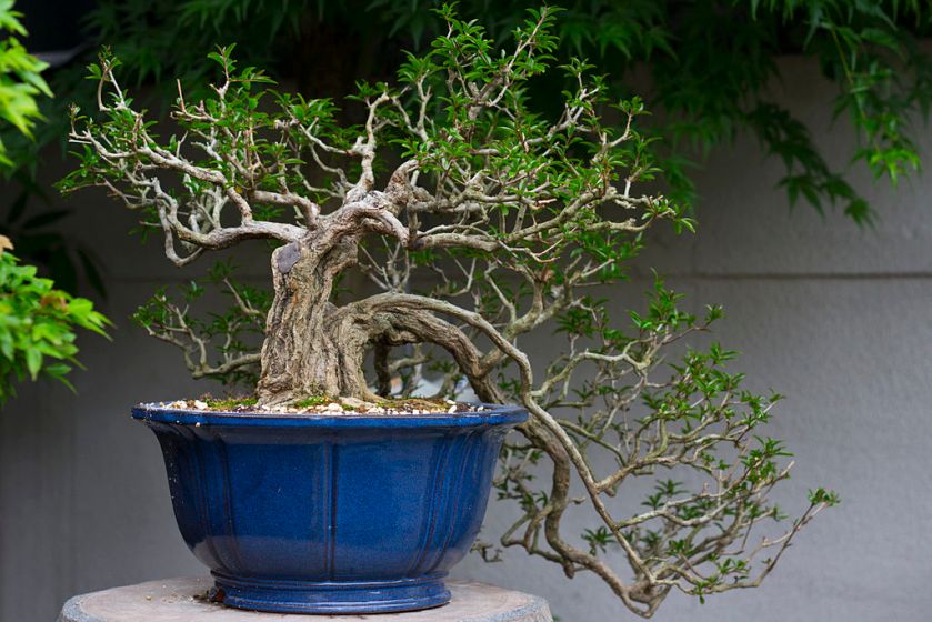 Bonsai_tree2