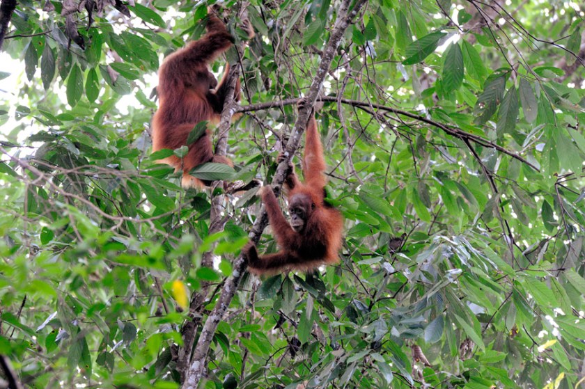 Leuser-orangs_09N8683
