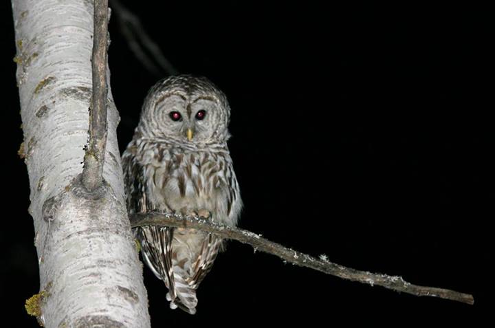 Owl perched at a tree branch at night, by Wing-Chi Poon Wikimedia Commons602862_747461441936269_1067609389_n